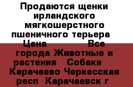 Продаются щенки ирландского мягкошерстного пшеничного терьера › Цена ­ 30 000 - Все города Животные и растения » Собаки   . Карачаево-Черкесская респ.,Карачаевск г.